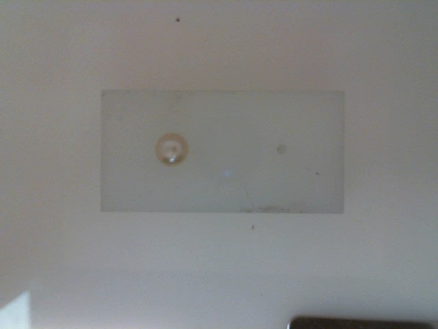 Pearl Earring