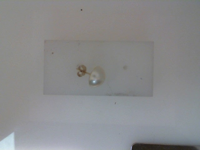 Pearl Earring